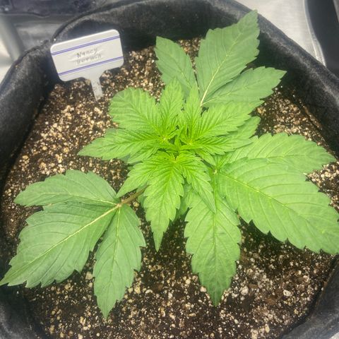 Nancy Botwin  growlog timeline photo