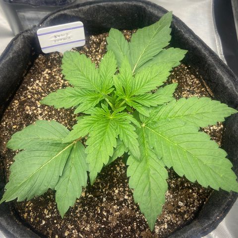 Nancy Botwin  growlog timeline photo