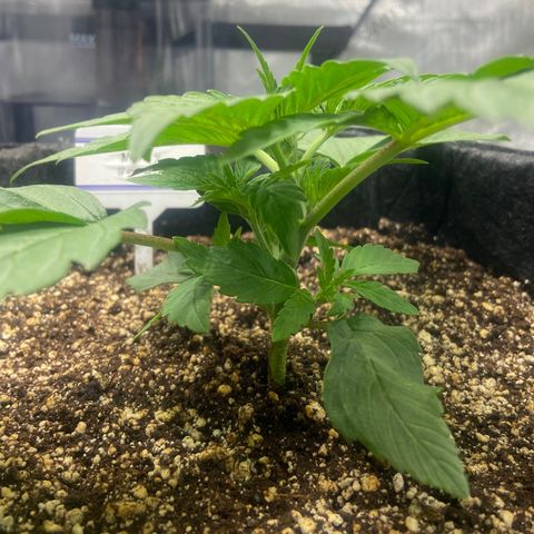 Nancy Botwin  growlog timeline photo