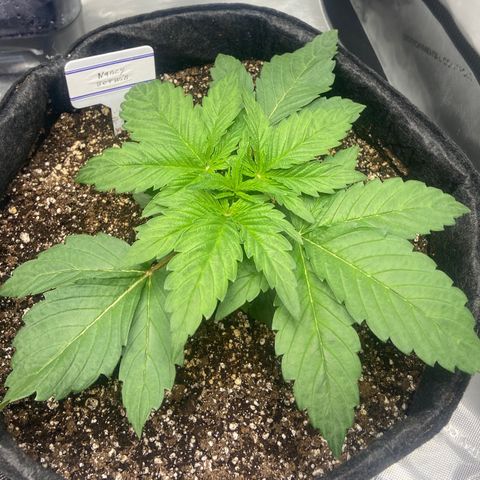 Nancy Botwin  growlog timeline photo