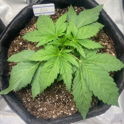 Nancy Botwin  growlog timeline photo