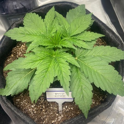 Nancy Botwin  growlog timeline photo