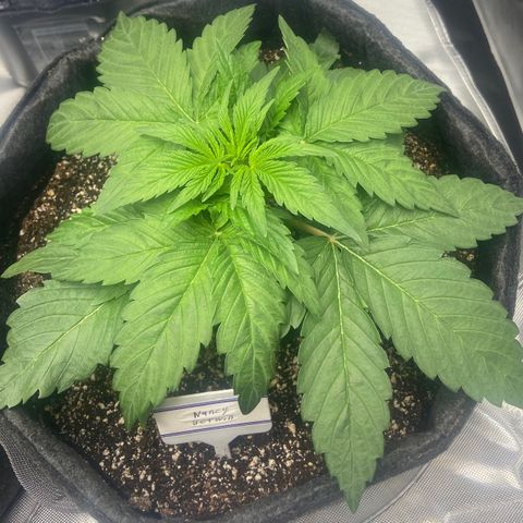 Nancy Botwin  growlog timeline photo