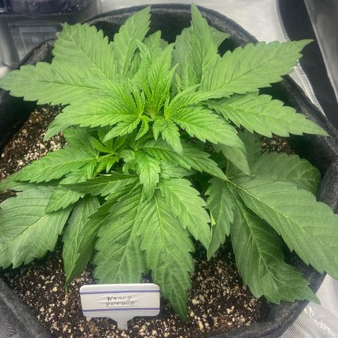 Nancy Botwin  growlog timeline photo