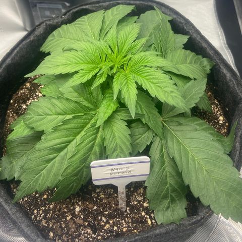 Nancy Botwin  growlog timeline photo