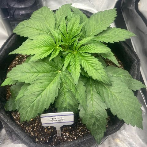 Nancy Botwin  growlog timeline photo
