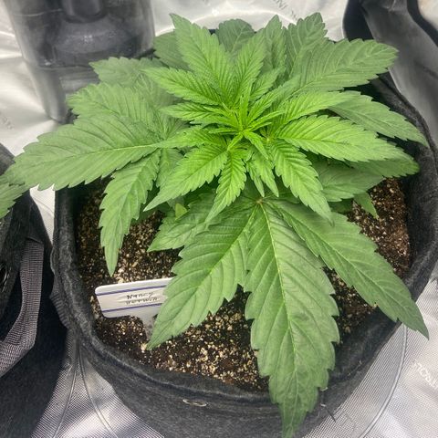 Nancy Botwin  growlog timeline photo
