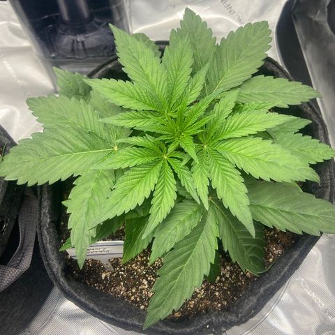Nancy Botwin  growlog timeline photo