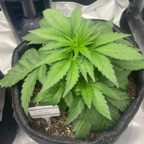 Nancy Botwin  growlog timeline photo