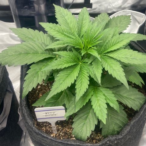 Nancy Botwin  growlog timeline photo