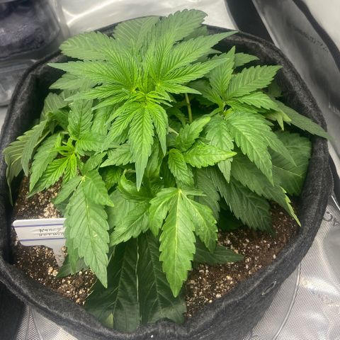 Nancy Botwin  growlog timeline photo