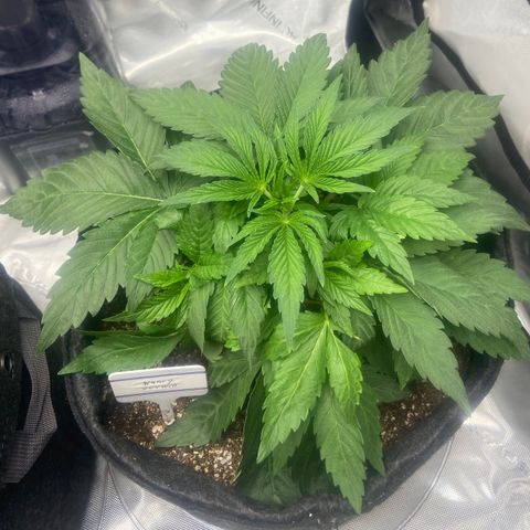 Nancy Botwin  growlog timeline photo