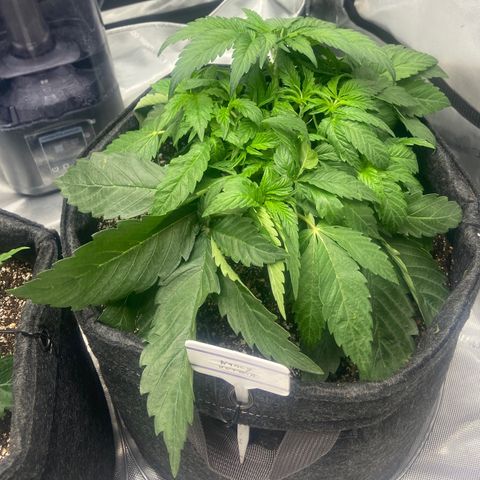 Nancy Botwin  growlog timeline photo