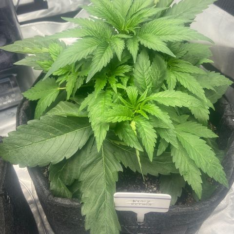 Nancy Botwin  growlog timeline photo