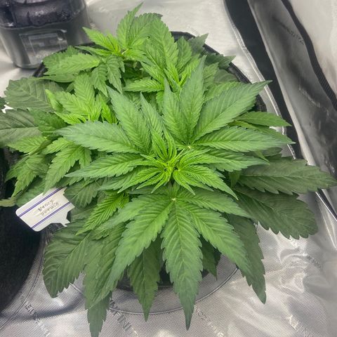 Nancy Botwin  growlog timeline photo