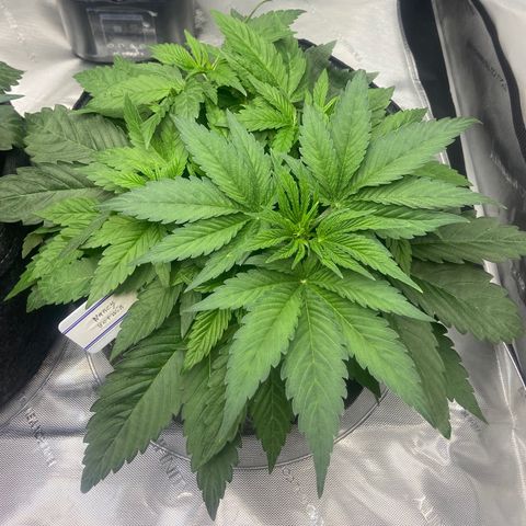 Nancy Botwin  growlog timeline photo