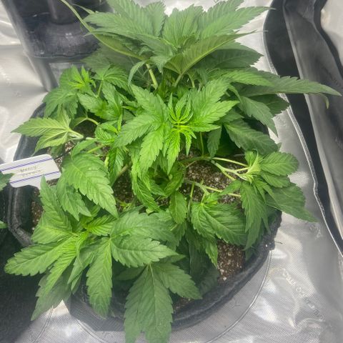 Nancy Botwin  growlog timeline photo