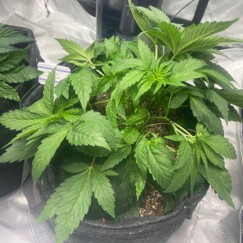 Nancy Botwin  growlog timeline photo