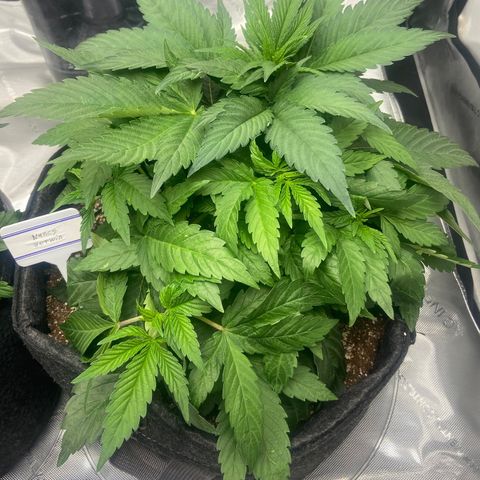 Nancy Botwin  growlog timeline photo