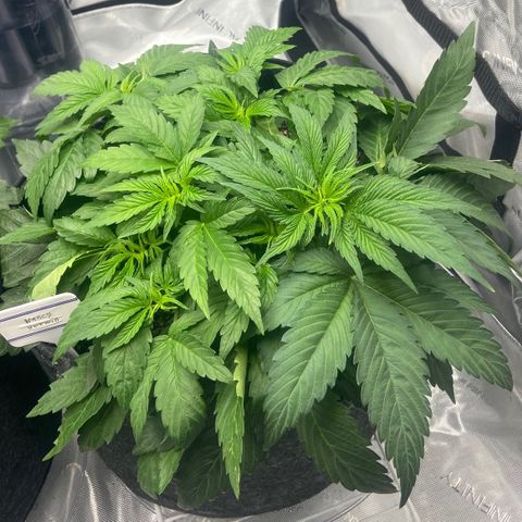 Nancy Botwin  growlog timeline photo