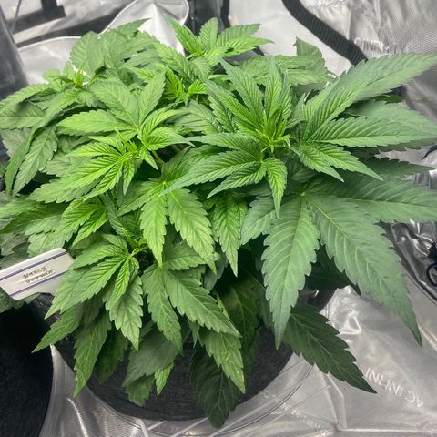 Nancy Botwin  growlog timeline photo