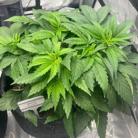 Nancy Botwin  growlog timeline photo