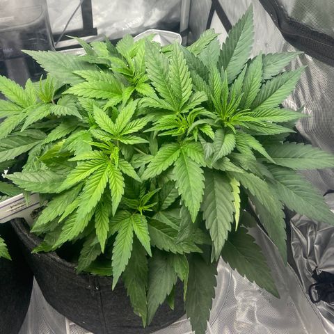 Nancy Botwin  growlog timeline photo