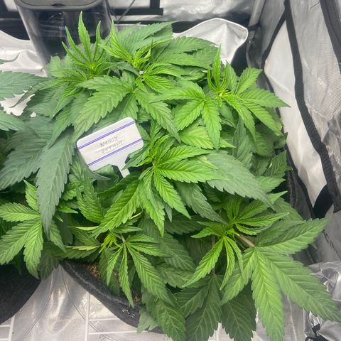 Nancy Botwin  growlog timeline photo