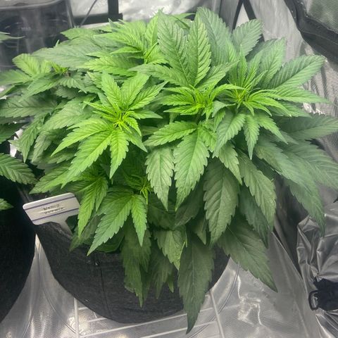 Nancy Botwin  growlog timeline photo