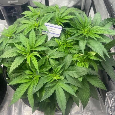 Nancy Botwin  growlog timeline photo