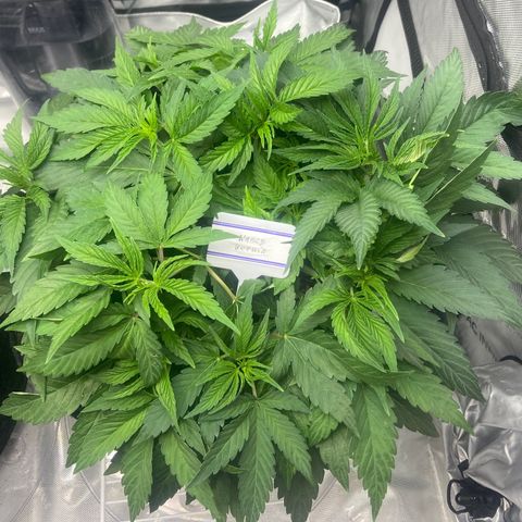 Nancy Botwin  growlog timeline photo