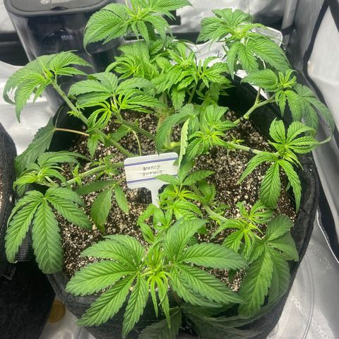 Nancy Botwin  growlog timeline photo
