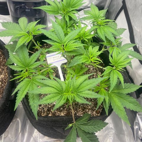 Nancy Botwin  growlog timeline photo
