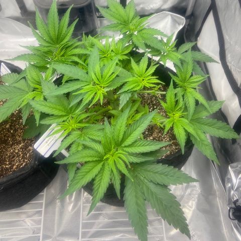 Nancy Botwin  growlog timeline photo