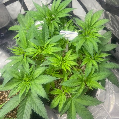 Nancy Botwin  growlog timeline photo