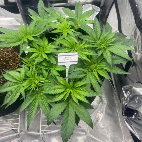 Nancy Botwin  growlog timeline photo