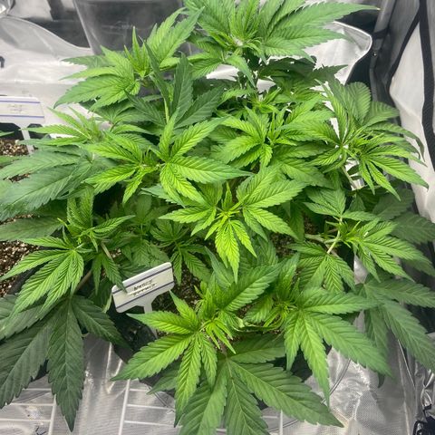 Nancy Botwin  growlog timeline photo