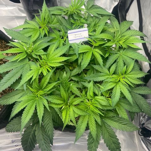 Nancy Botwin  growlog timeline photo