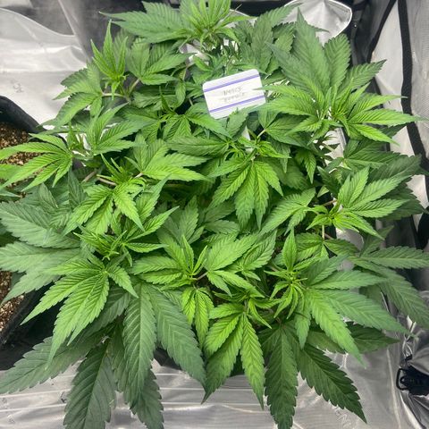 Nancy Botwin  growlog timeline photo