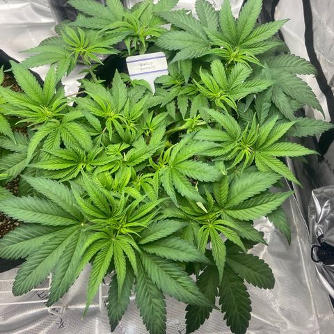 Nancy Botwin  growlog timeline photo