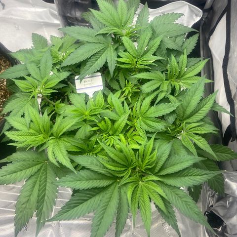 Nancy Botwin  growlog timeline photo