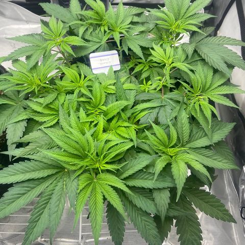 Nancy Botwin  growlog timeline photo