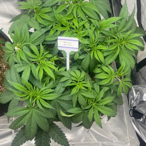 Nancy Botwin  growlog timeline photo