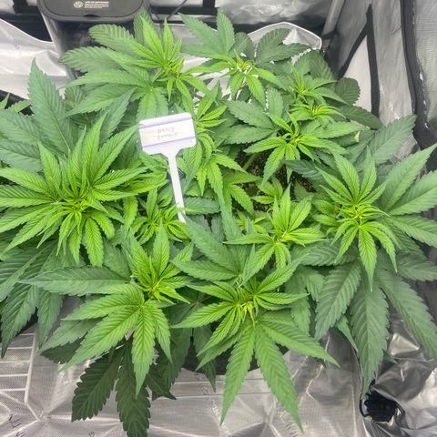 Nancy Botwin  growlog timeline photo