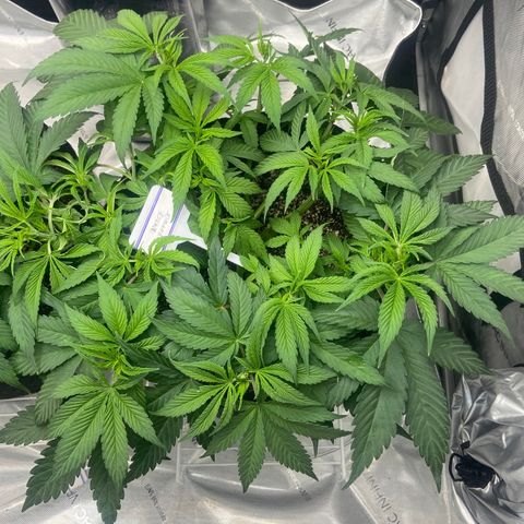 Nancy Botwin  growlog timeline photo