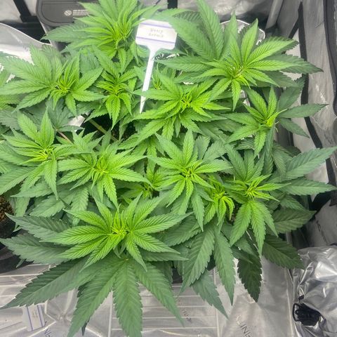 Nancy Botwin  growlog timeline photo
