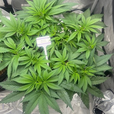 Nancy Botwin  growlog timeline photo