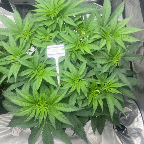 Nancy Botwin  growlog timeline photo