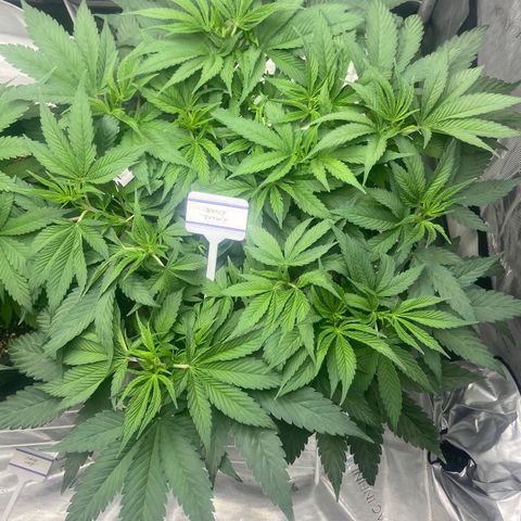 Nancy Botwin  growlog timeline photo