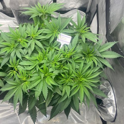 Nancy Botwin  growlog timeline photo